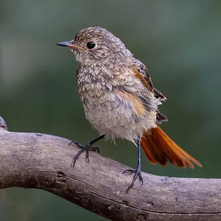 Foresteria Dell'oasi * Morozzo