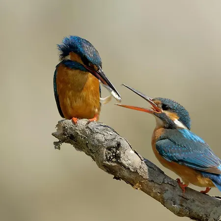 Foresteria Dell'oasi * Morozzo